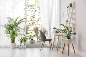 Come arredare la tua casa con le piante da interno